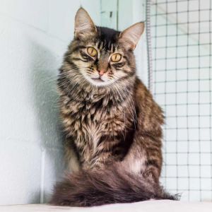 Hi everyone Im Spunky You can check me out on Instagram spunkyfromkittenresc