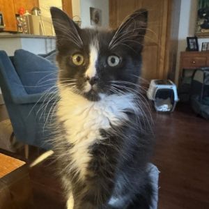 Backgammon is a gentle sweet playful kitten He loves to sit next to his foster mom and demands to