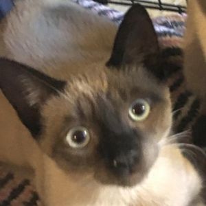Smokey is a gorgeous Siamese with a silky coat and striking blue eyes Hes healthy and young and an