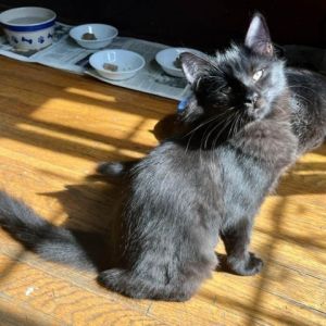 Ebony Domestic Medium Hair Cat
