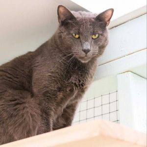 Nubbins Russian Blue Cat