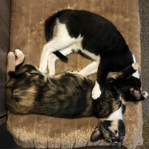 Meet Socks KRLA-A-5787 and Pumpkin a bonded pair of sweet sisters Two of the 