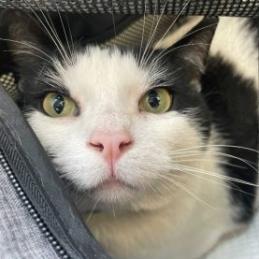 Bandit, Adult Male Domestic Short Hair