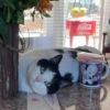Bandit photo 3