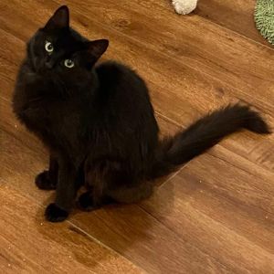 Missy Domestic Medium Hair Cat
