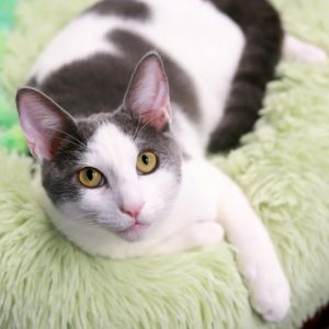Gummy Bear is an adorable playful kitten He is vocal dramatic and adventurous