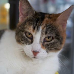 Mama Domestic Short Hair Cat
