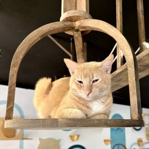 Ginger, Adult Male Domestic Short Hair