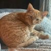 Ginger photo 5