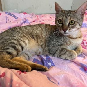 Ceviz Domestic Short Hair Cat