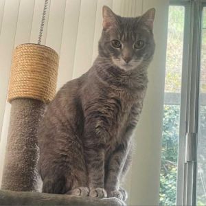 Christy is a beautiful multi-shades of gray sweet cat She is low maintenance no