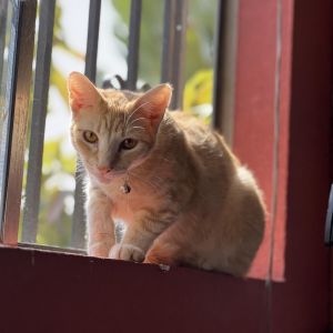 Amber is a bold playful and affectionate cat who brings energy and fun to any 