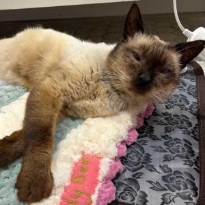 Teddy Bear is a senior Siamese man cat Hes probably 9 years old or more - we d