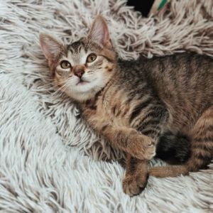 Meet Venus This cuddly and playful kitten is searching for her forever home ideally with her siste