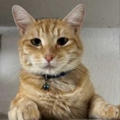 Meet Taquito the purrfect bundle of feline energy This whisker wonder is a pro