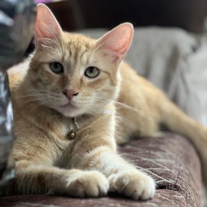 Taquito is a quiet food-loving sweetheart with a shy side Hell sometimes let 