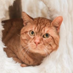 Gecko is a handsome adult tabby with a vibrant orange short-haired coat and a un