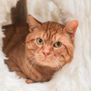 Gecko Domestic Short Hair Cat