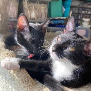 Screech and Jenny KRLA-A-6447 are a bonded pair who should be adopted together