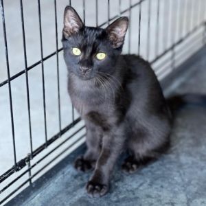 Fred Jr is a sleek and sweet mini panther with lovely thick fur Although he c