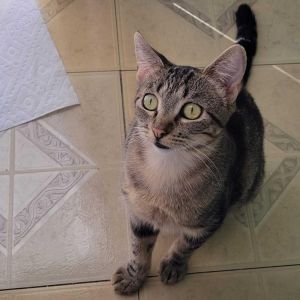 Cutie Domestic Short Hair Cat