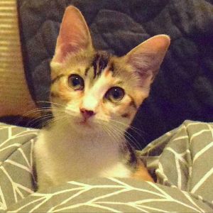 Monkey Lynn Baby Domestic Short Hair Cat