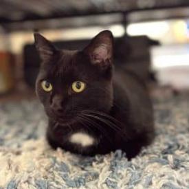 Nakia is a warm affectionate confident easily approachable cat In fact she 