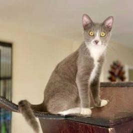 Stormy is a playful curious teen that likes to chase and tackle the dust mop while his mom cleans 