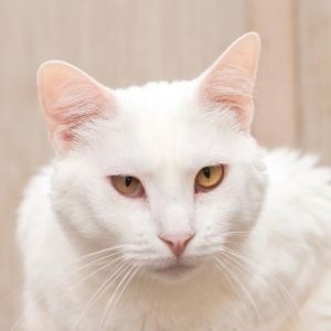 Olaf Domestic Medium Hair Cat