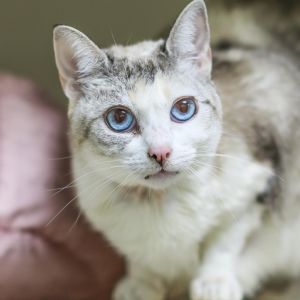 Meet Edelweiss affectionately known as Edie the sassy yet regal queen of our Sanctuary With her d