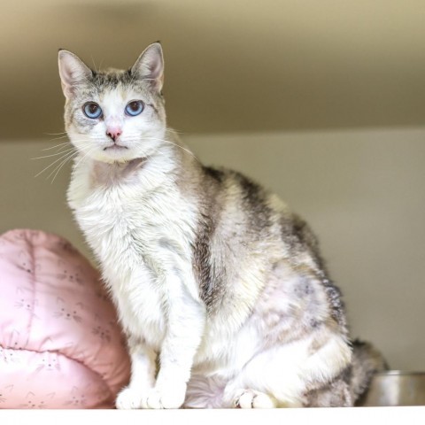 Edelweiss, an adoptable Snowshoe in Los Angeles, CA, 90039 | Photo Image 4