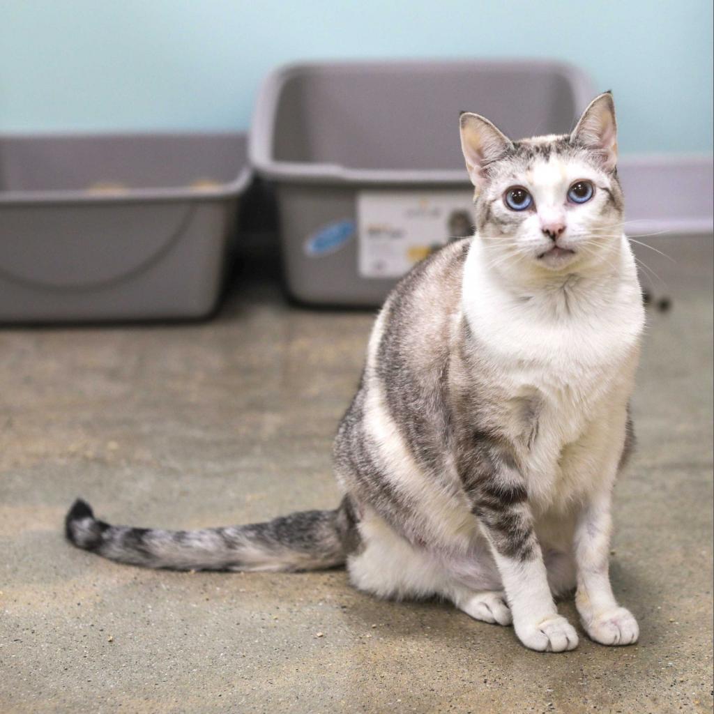 Edelweiss, an adoptable Snowshoe in Los Angeles, CA, 90039 | Photo Image 4