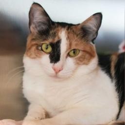 Spirit is a beautiful tripod cat whos redefining what it means to be unstoppabl
