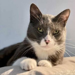 Cabbage is a uniquely patterned cat with a sweet disposition He can be a timid 