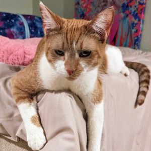 MacTavish, Adult Male Domestic Short Hair