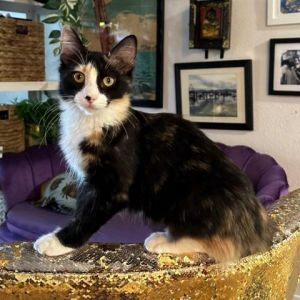 Delphi is not just a cat shes a work of art photogenic and ready to grace your life with her