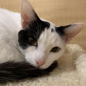 Meet Smores a young cat who is as delightful as his name suggests His three l