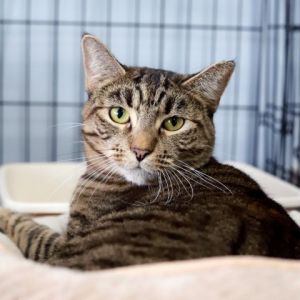 Mystique has stunning good looks with her sleek perfect tabby coat large amber eyes and long full 