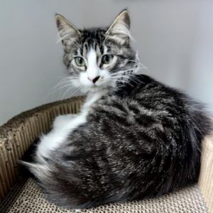 Get ready to fall head over heels for the delightful Apple a tabby treasure wit
