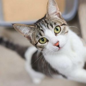 Venus is a delightful white tabby feline with a shy yet endearing personality R
