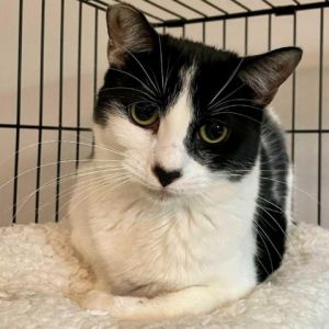 Paris is a young sweet cat who is seeking a patient home where she can frolic play and receive lots