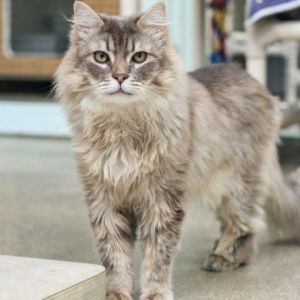 Get ready to meet Porthos a charming feline with a long-haired coat and a heart 