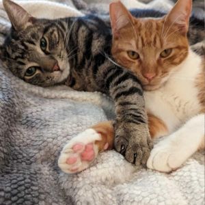 Milo Silver Classic Tabby American Shorthair and Tiger OrangeWhite Mix TabbyCalico are two of 