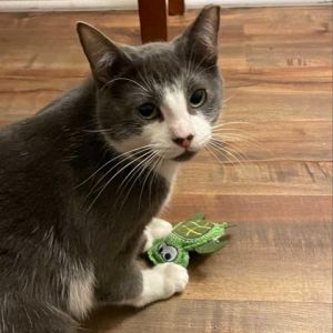 Panda is a sweet gray and white kitty who is ready to find his forever home He is still a