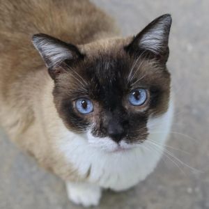 T-Rex is a distinguished Snowshoe gentleman with mesmerizing blue eyes and a heart as big as his pur