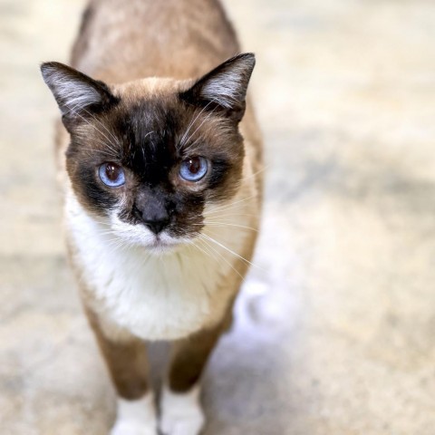 T-Rex, an adoptable Snowshoe in Los Angeles, CA, 90039 | Photo Image 2