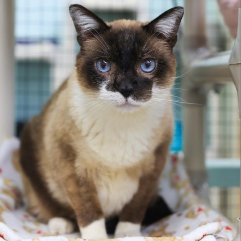 T-Rex, an adoptable Snowshoe in Los Angeles, CA, 90039 | Photo Image 3