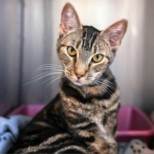 Nugget is a spirited adult cat ready to add a burst of energy to your everyday l