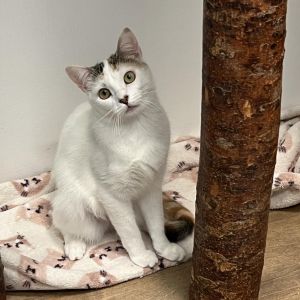 Angel is a sweet but shy girl who loves her sister Dodger She is getting used t