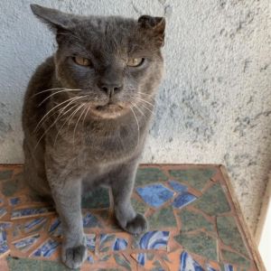 Grayson is a sweet boy who likes attention but on his own terms He is playful a